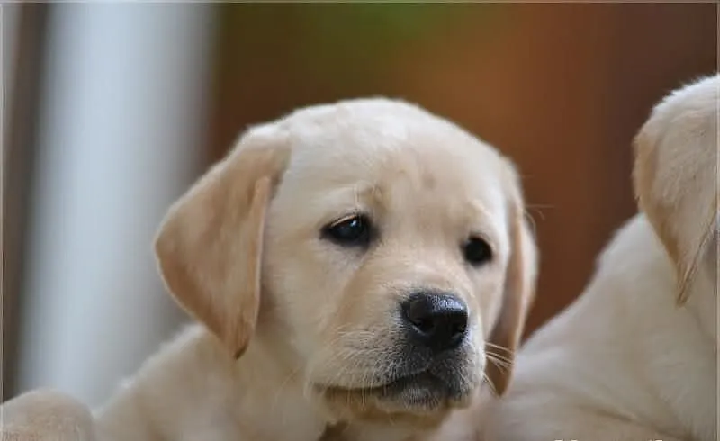 Labrador Poznań