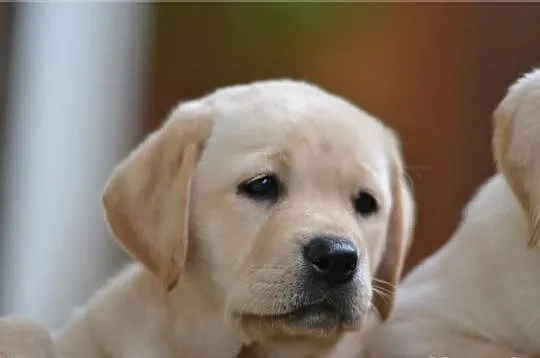 Labrador Poznań