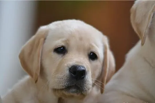 Labrador Poznań