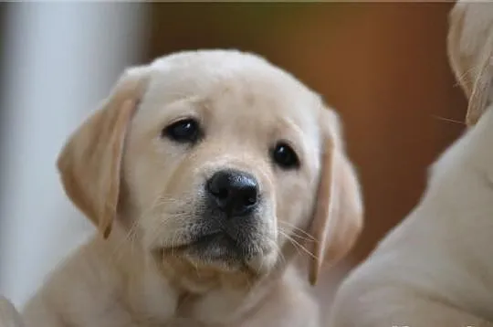 Labrador Poznań