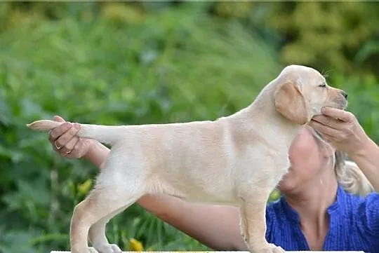 Labrador Poznań
