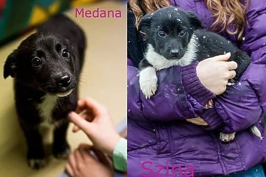 Cudne suczki, 3 miesięczne SZCZENIĘTA  - adopcja