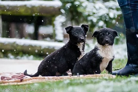 Cudne suczki, 3 miesięczne SZCZENIĘTA  - adopcja