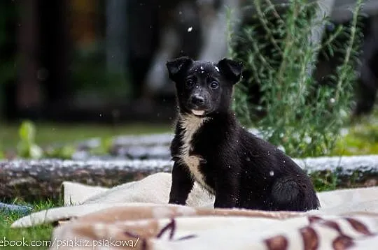 Cudne suczki, 3 miesięczne SZCZENIĘTA  - adopcja