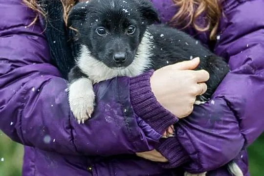 Cudne suczki, 3 miesięczne SZCZENIĘTA  - adopcja