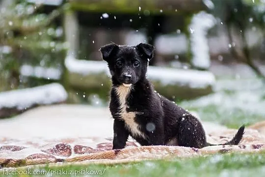 Cudne suczki, 3 miesięczne SZCZENIĘTA  - adopcja