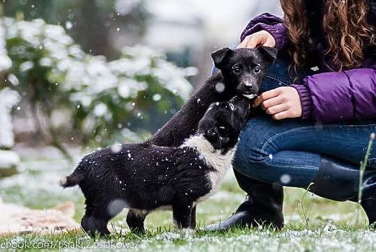 Cudne suczki, 3 miesięczne SZCZENIĘTA  - adopcja