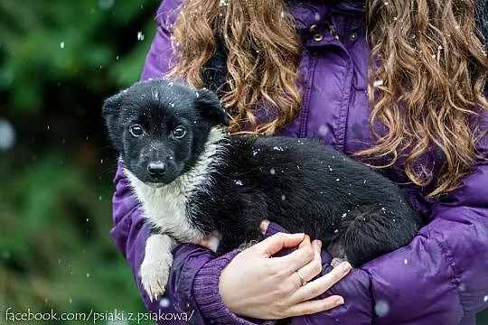 Cudne suczki, 3 miesięczne SZCZENIĘTA  - adopcja