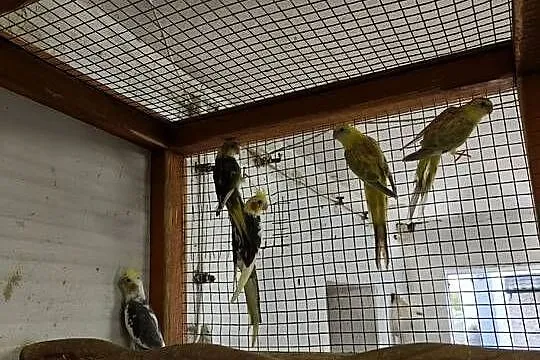 Sprzedam tegoroczne papugi., Wielkopolskie, Tarchały Wielkie