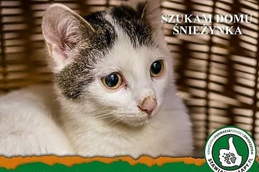 Śnieżynka. Fundacja Stawiamy Na Łapy,  małopolskie