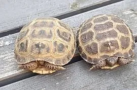 Żółw stepowy