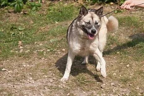 Pies-Silva,  śląskie Częstochowa, Częstochowa