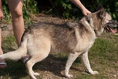Pies-Silva,  śląskie Częstochowa, Częstochowa
