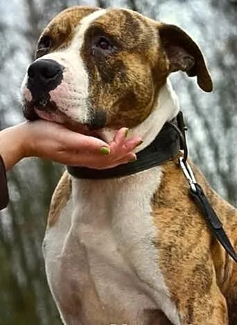 Dexter 2 letni łagodny amstaff szuka swojego człow