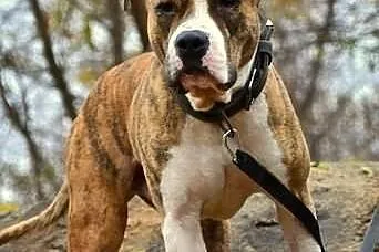 Dexter 2 letni łagodny amstaff szuka swojego człow
