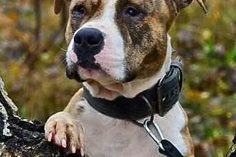 Dexter 2 letni łagodny amstaff szuka swojego człow