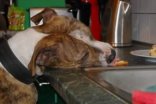 Dexter 2 letni łagodny amstaff szuka swojego człow