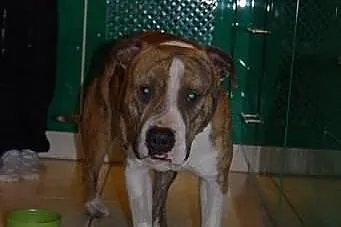 Dexter 2 letni łagodny amstaff szuka swojego człow