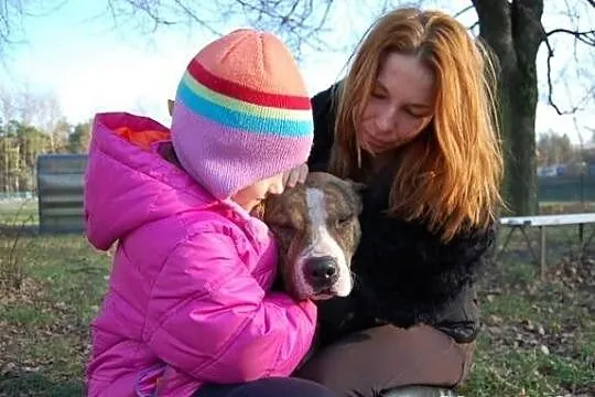 Dexter 2 letni łagodny amstaff szuka swojego człow