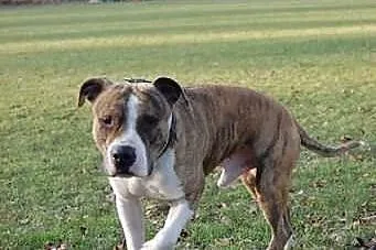 Dexter 2 letni łagodny amstaff szuka swojego człow