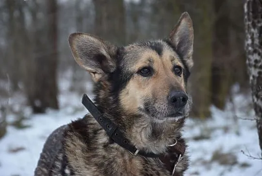 Salsa - cudowna, owczarkowata sunia szuka domu!,  Kundelki cała Polska, 
