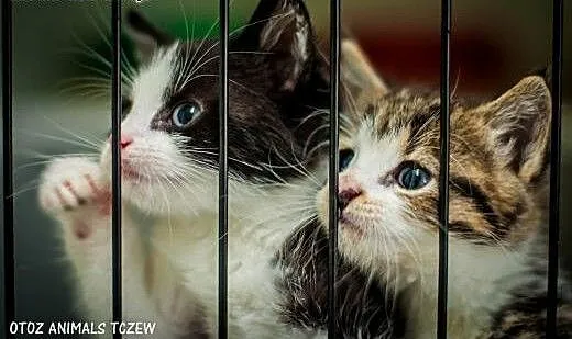 OTOZ Animals - Para malutkich kociąt uratowane od