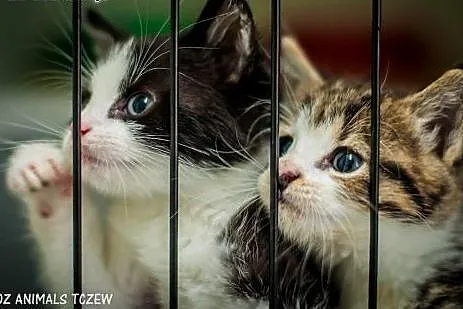 OTOZ Animals - Para malutkich kociąt uratowane od 