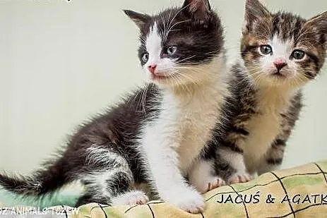OTOZ Animals - Para malutkich kociąt uratowane od 