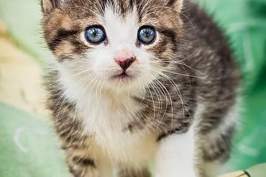 OTOZ Animals - Para malutkich kociąt uratowane od 