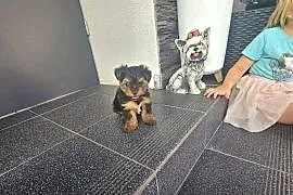 York terrier chłopczyk