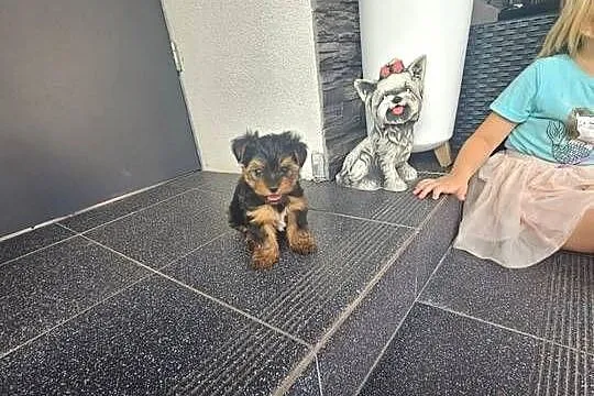 York terrier chłopczyk