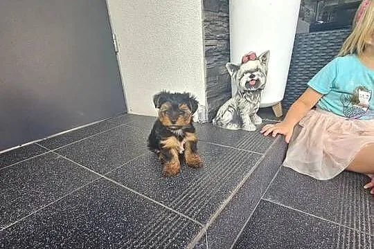 York terrier chłopczyk, Łódzkie, Chróścin