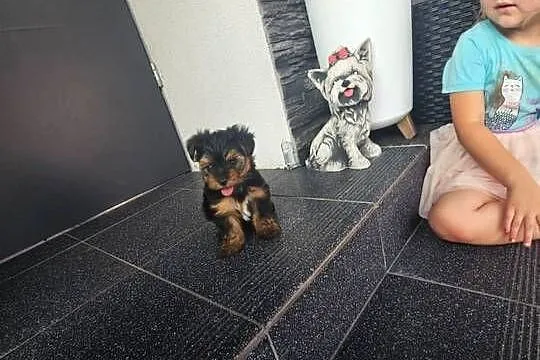 York terrier chłopczyk, Łódzkie, Chróścin