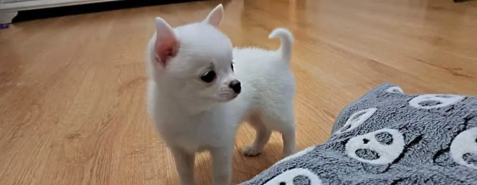 Chihuahua, Podlaskie, Suwałki