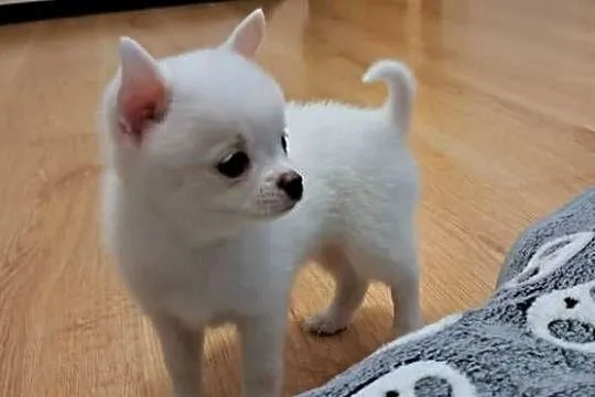 Chihuahua, Podlaskie, Suwałki