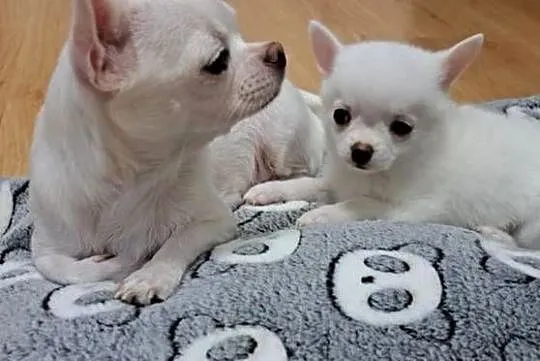 Chihuahua, Podlaskie, Suwałki