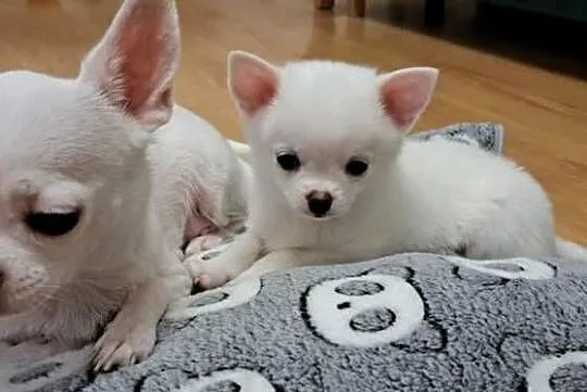 Chihuahua, Podlaskie, Suwałki