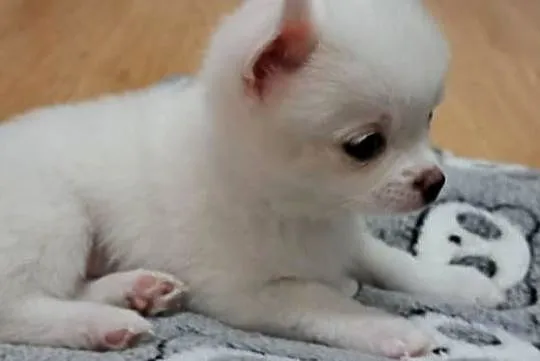 Chihuahua, Podlaskie, Suwałki