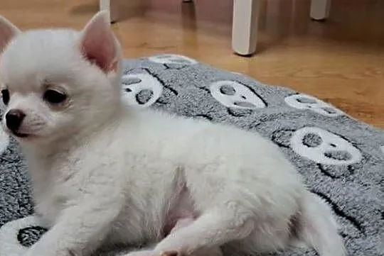 Chihuahua, Podlaskie, Suwałki