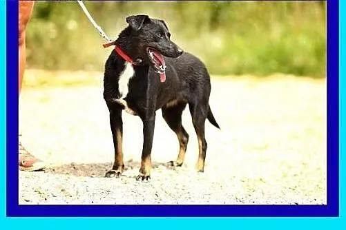12kg,7miesięcy,uwielbia każdy rodzaj aktywności,ży