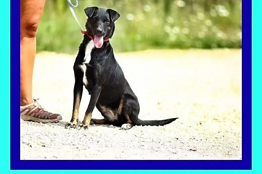 12kg,7miesięcy,uwielbia każdy rodzaj aktywności,ży