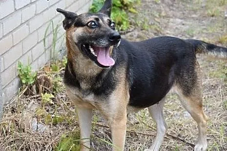 Maja, sunia niepotrzebna nikomu, najcudowniejszy p