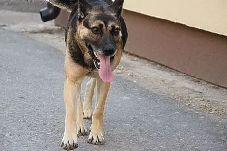 Maja, sunia niepotrzebna nikomu, najcudowniejszy p