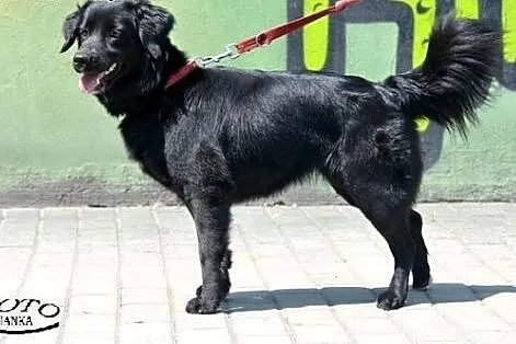 Mesi - młoda i energiczna suczka, czeka na adopcję