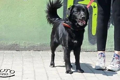 Mesi - młoda i energiczna suczka, czeka na adopcję