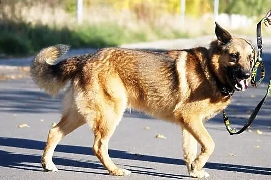 Ursus, w typie owczarka niemieckiego, szuka nowego