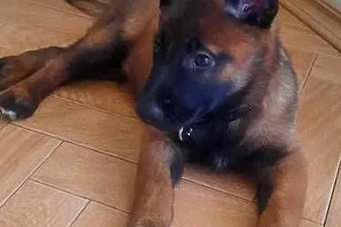 Malinois, Małopolskie, Bukowno