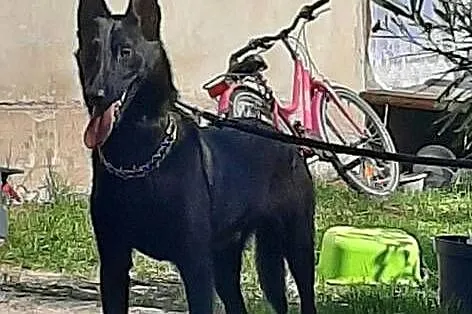 Malinois, Małopolskie, Bukowno