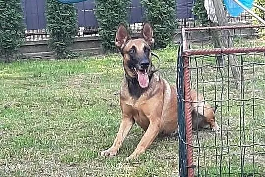 Malinois, Małopolskie, Bukowno
