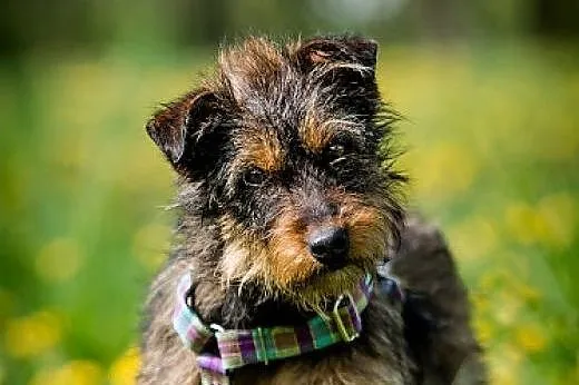 LOLA-subtelna i delikatna, PRZEKOCHANA sunia szuka